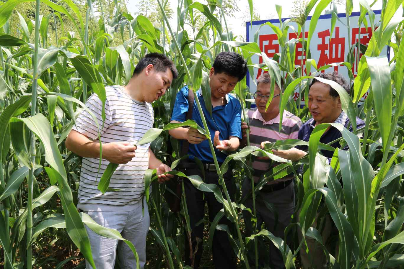 雷文权：36载钻研成果 汇成一首《高粱生产二十四节气气候农事歌》