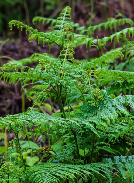 『仁怀物种』从洪荒远古跋涉而来的蕨类植物