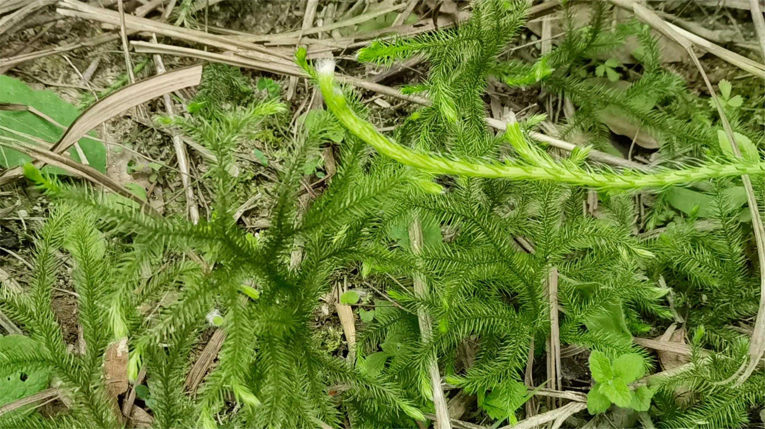 『仁怀物种』从洪荒远古跋涉而来的蕨类植物