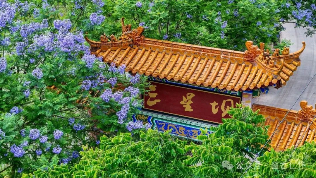 九仓河畔蓝花楹唯美绽放(图2)