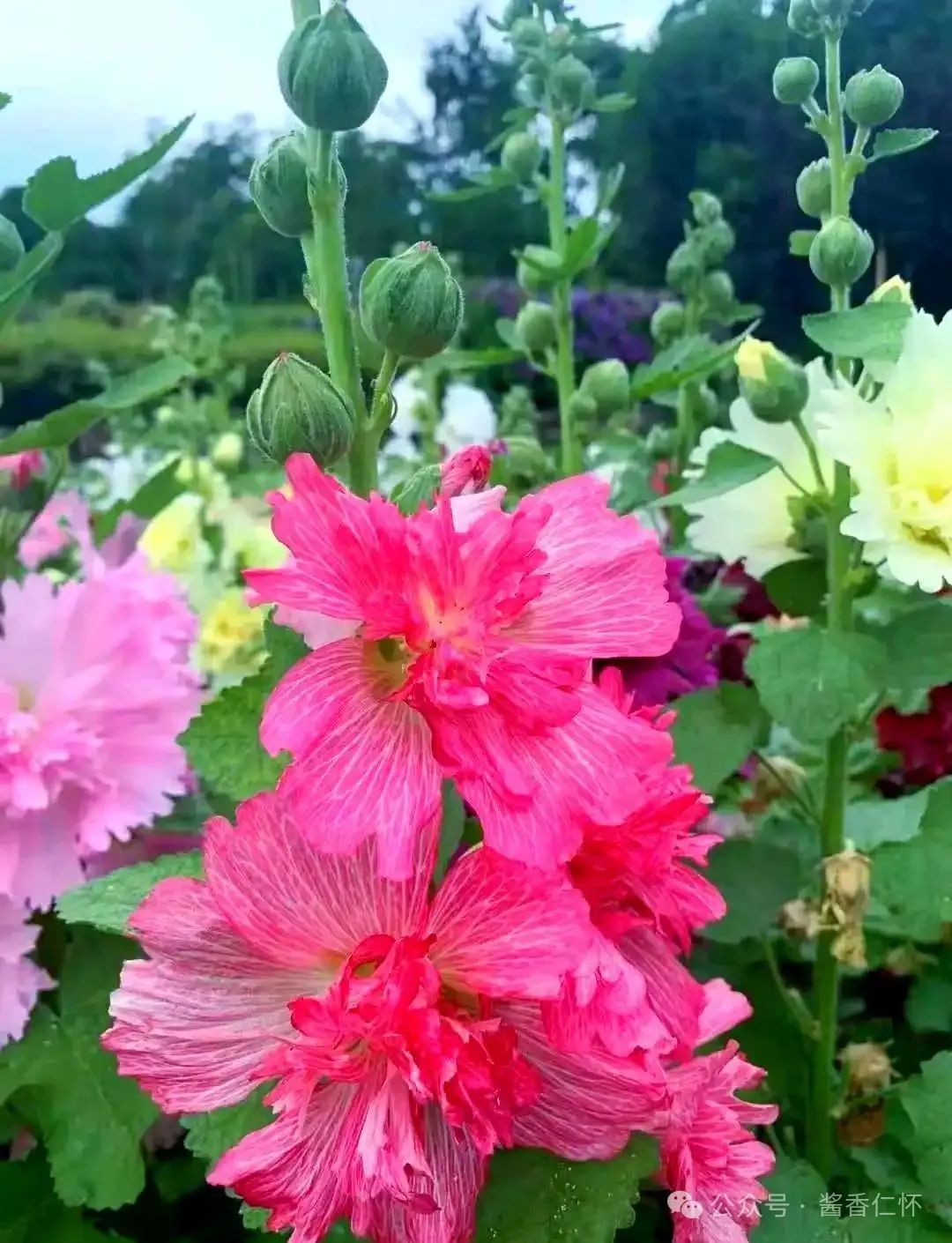 『仁怀物种』如今正是蜀葵时(图3)