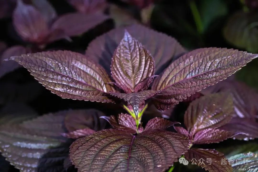 『仁怀物种』未妨无暑药，熟水紫苏香(图4)