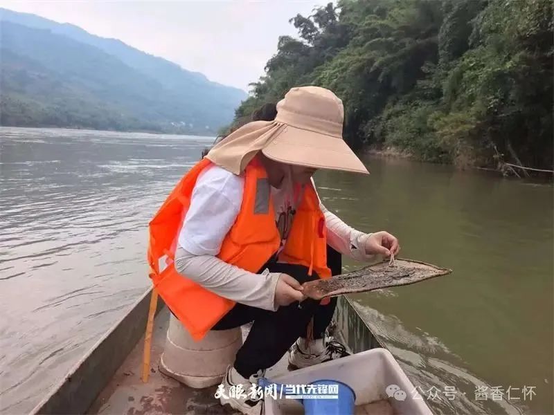 呼唤长江鲟归来！从野外灭绝到赤水河野外自然产卵孵化何以实现重生？(图4)