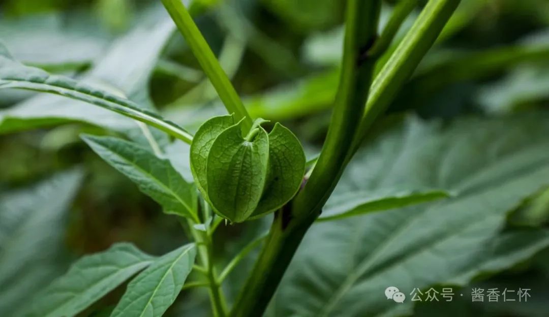 『仁怀物种』假酸浆：藏在果实里的夏天(图2)