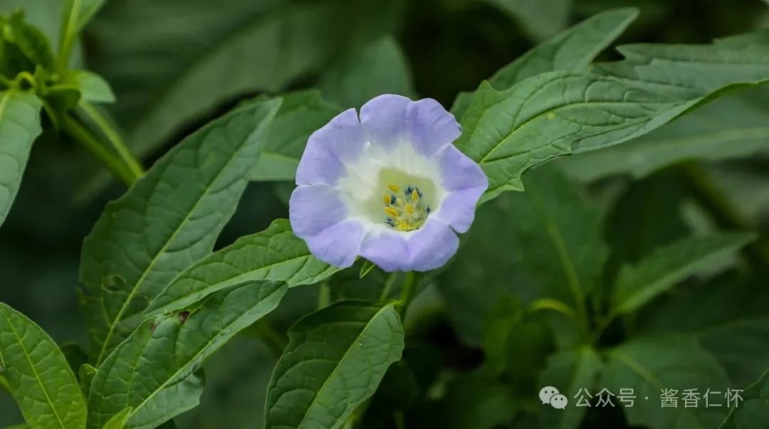 『仁怀物种』假酸浆：藏在果实里的夏天(图1)