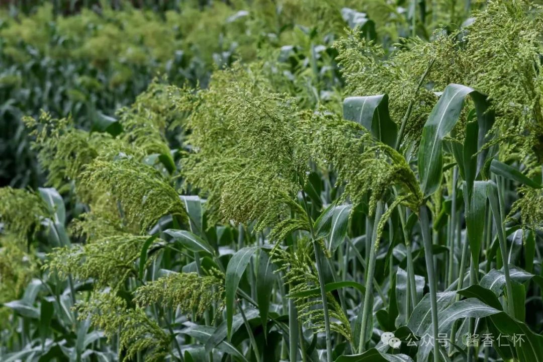 仁怀糯高粱抽穗扬花(图1)