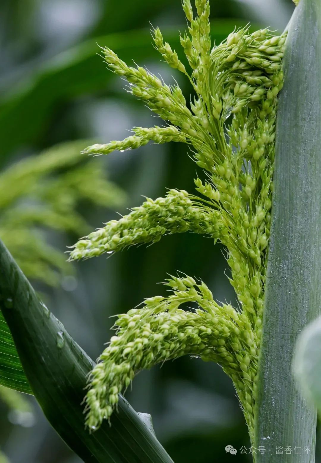 仁怀糯高粱抽穗扬花(图3)