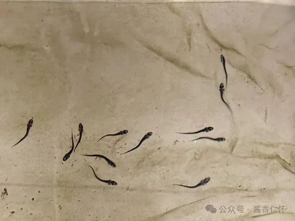 赤水河流域清理整改数百座小水电站 长江鲟重获洄游通道
