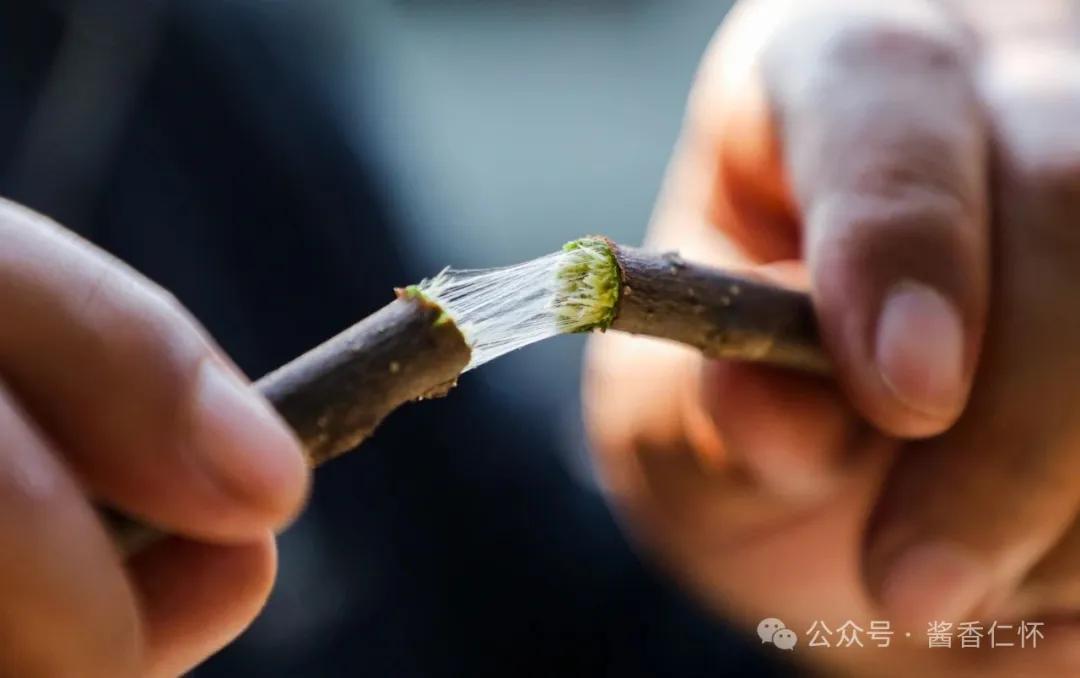 『仁怀物种』杜仲树：乡间的珍贵药材(图2)