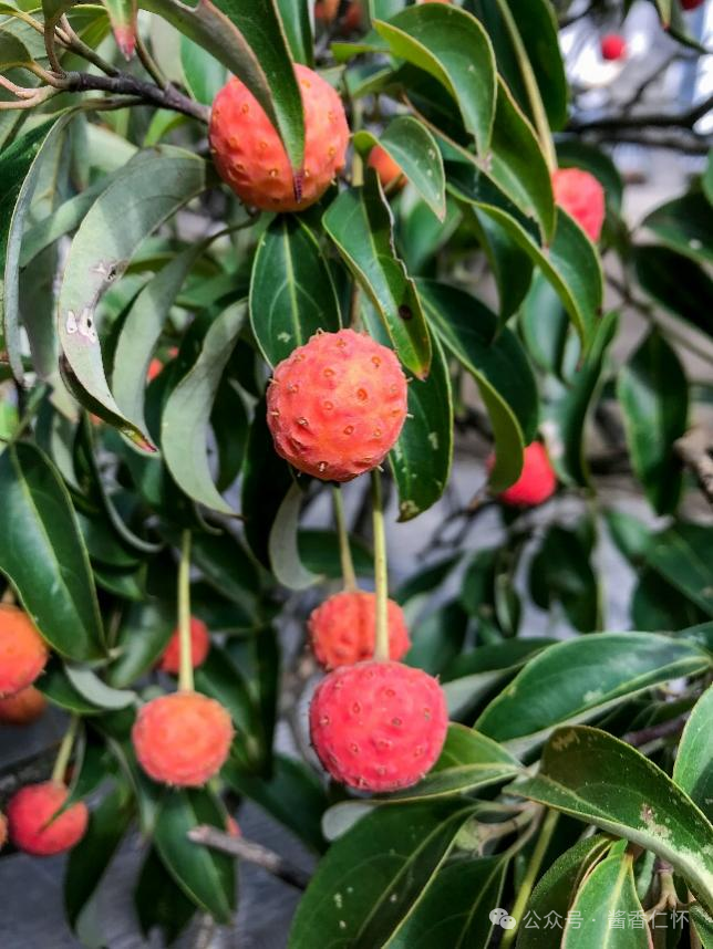 『仁怀物种』秋日仁怀：四照果红满山岗(图1)