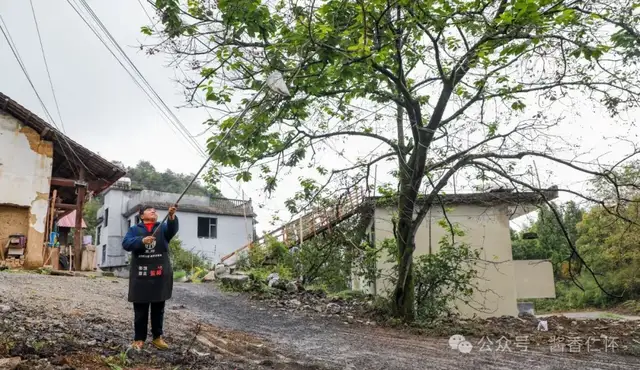 『仁怀物种』柿景秋深(图1) 『仁怀物种』柿景秋深(图1)