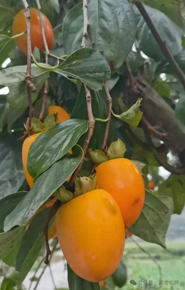 『仁怀物种』柿景秋深(图5) 『仁怀物种』柿景秋深(图5)