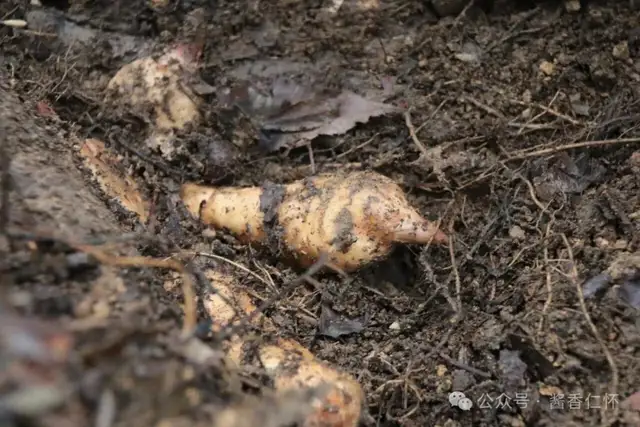 『仁怀物种』冬暖仁怀:一碗天麻炖鸡里的养生密码(图3) 『仁怀物种』冬暖仁怀:一碗天麻炖鸡里的养生密码(图3)