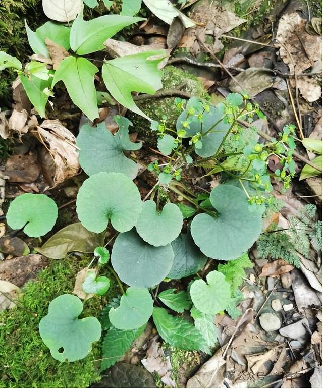 【寻仁迹】仁怀后山大硝洞(图2) 【寻仁迹】仁怀后山大硝洞(图2)