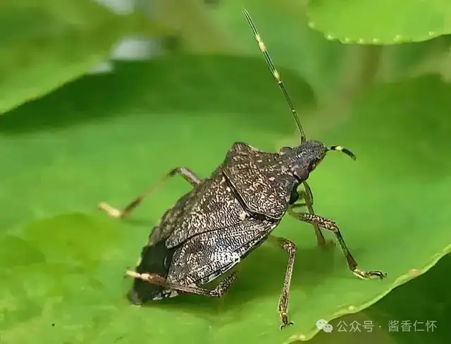 『仁怀物种』赤水河滩上的九香虫(图1) 『仁怀物种』赤水河滩上的九香虫(图1)