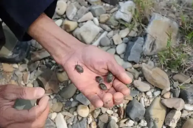 『仁怀物种』赤水河滩上的九香虫(图2) 『仁怀物种』赤水河滩上的九香虫(图2)