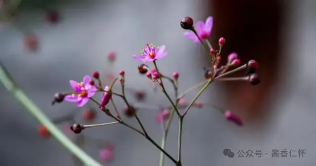『仁怀物种』仁怀冬野里的“土人参”