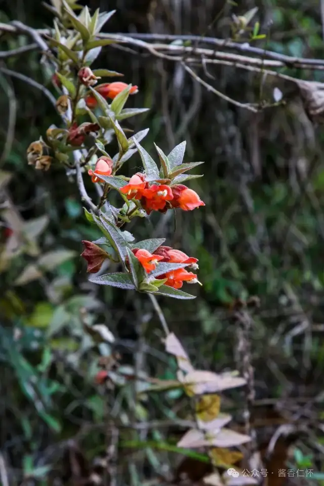 『仁怀物种』来江藤:仁怀山里的“蜜桶花”(图2) 『仁怀物种』来江藤:仁怀山里的“蜜桶花”(图2)