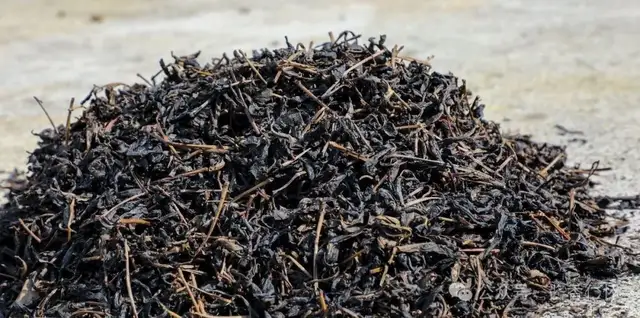 【寻仁迹】百年茶树暨家乡记叙(二)(图1) 【寻仁迹】百年茶树暨家乡记叙(二)(图1)