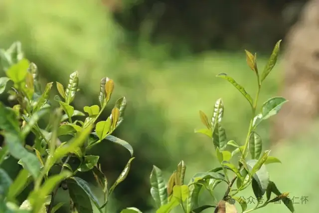 【寻仁迹】百年茶树暨家乡记叙(二)(图2) 【寻仁迹】百年茶树暨家乡记叙(二)(图2)