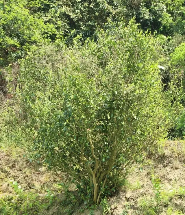 【寻仁迹】百年茶树暨家乡记叙(二)(图3) 【寻仁迹】百年茶树暨家乡记叙(二)(图3)