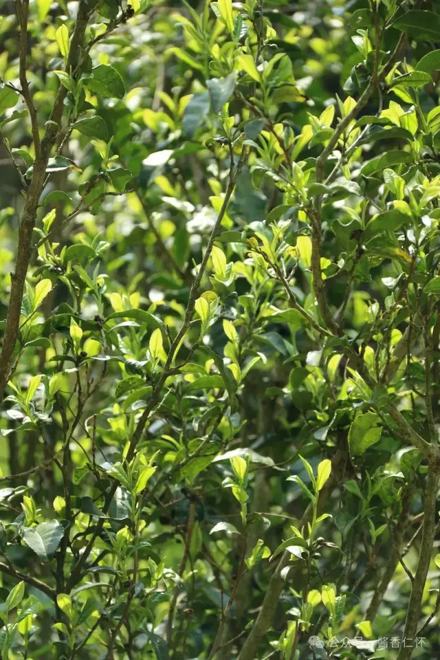 【寻仁迹】百年茶树暨家乡记叙(二)(图4) 【寻仁迹】百年茶树暨家乡记叙(二)(图4)