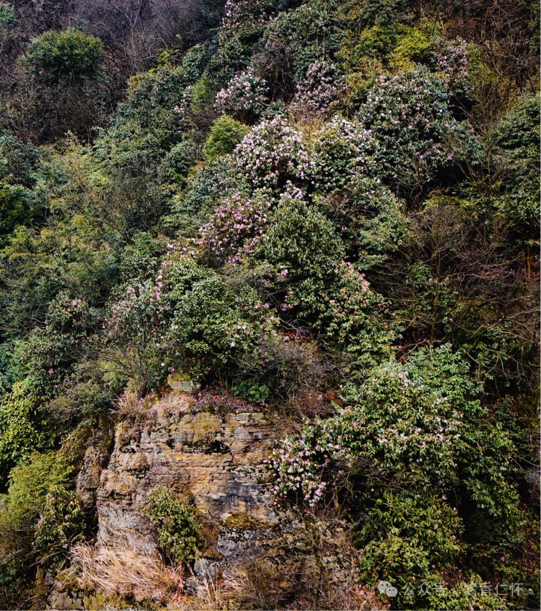 西南红山茶绽放芦竹山悬崖