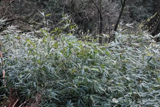 【寻仁迹】芦竹山寻访记(图2) 【寻仁迹】芦竹山寻访记(图2)